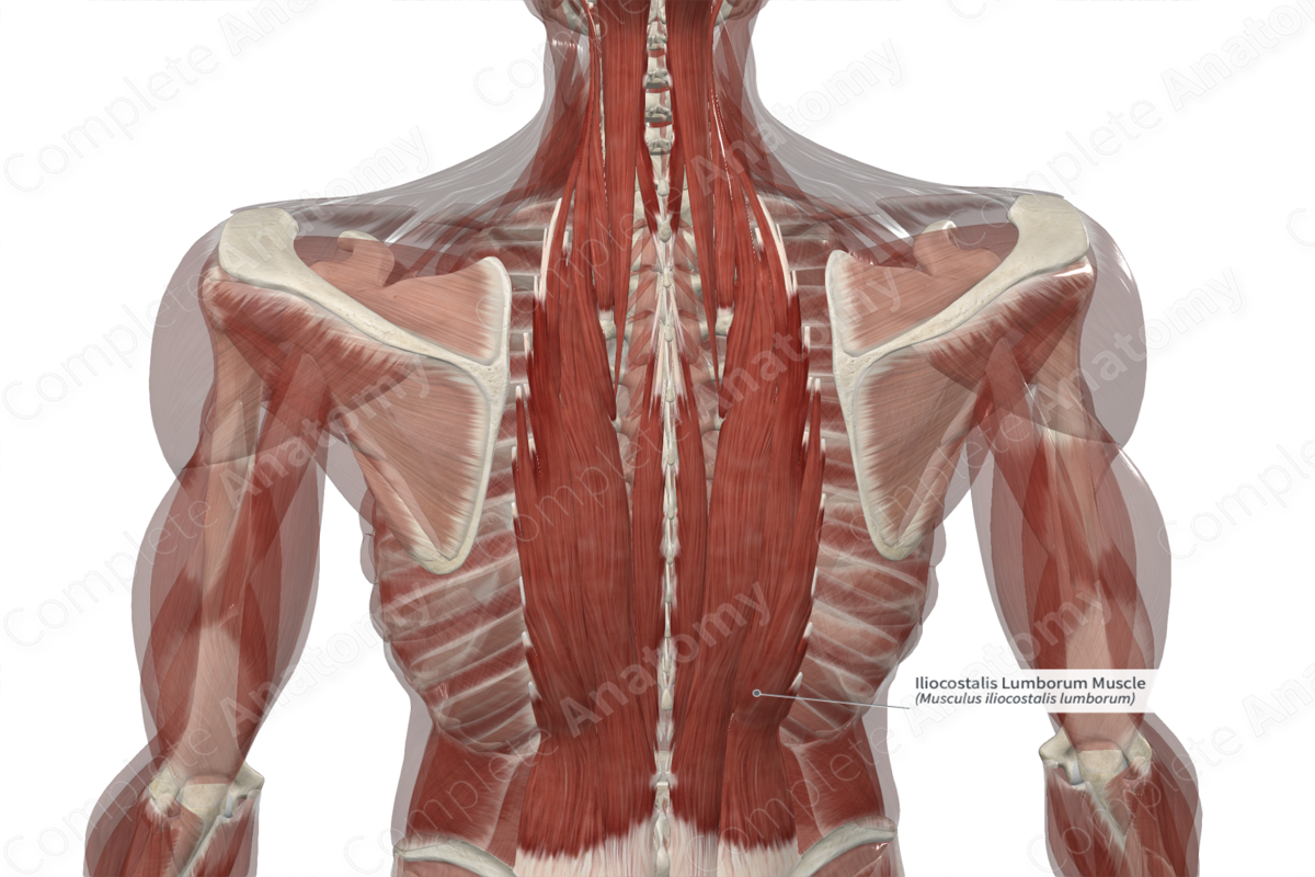 Iliocostalis Lumborum Muscle 