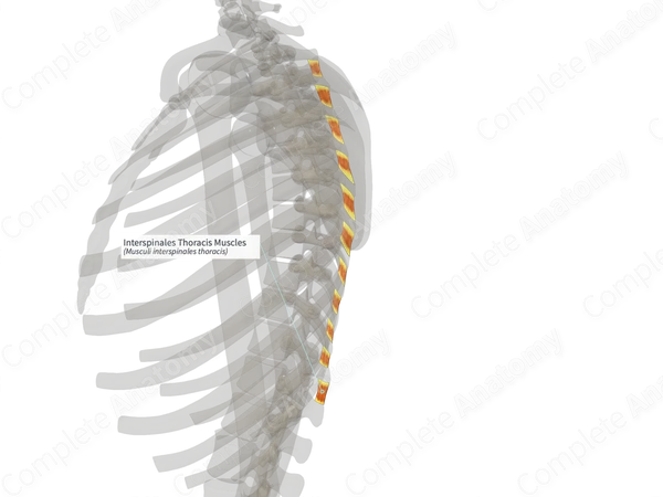 Interspinales Thoracis Muscles (Right)