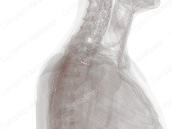 Intervertebral Disc (T2-T3)