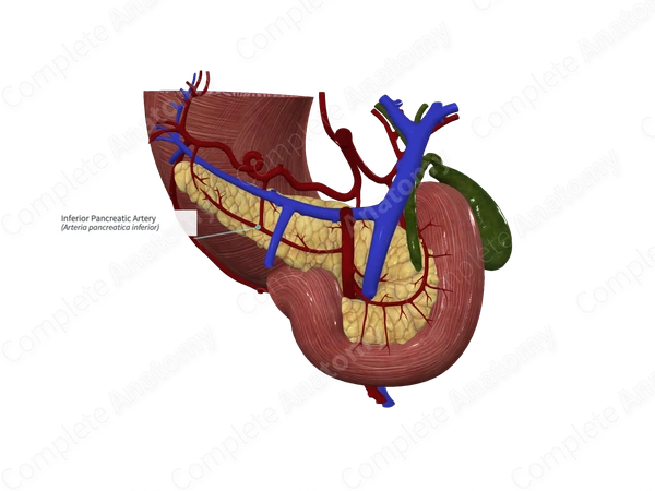 Inferior Pancreatic Artery