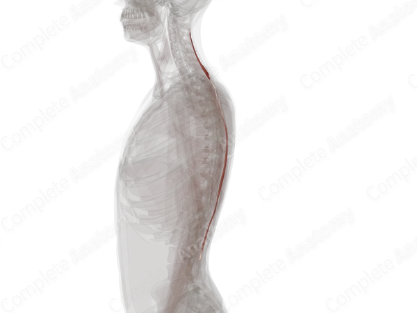 Spinalis Muscles (Left)
