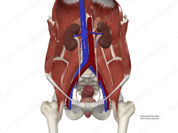 External Iliac Vein