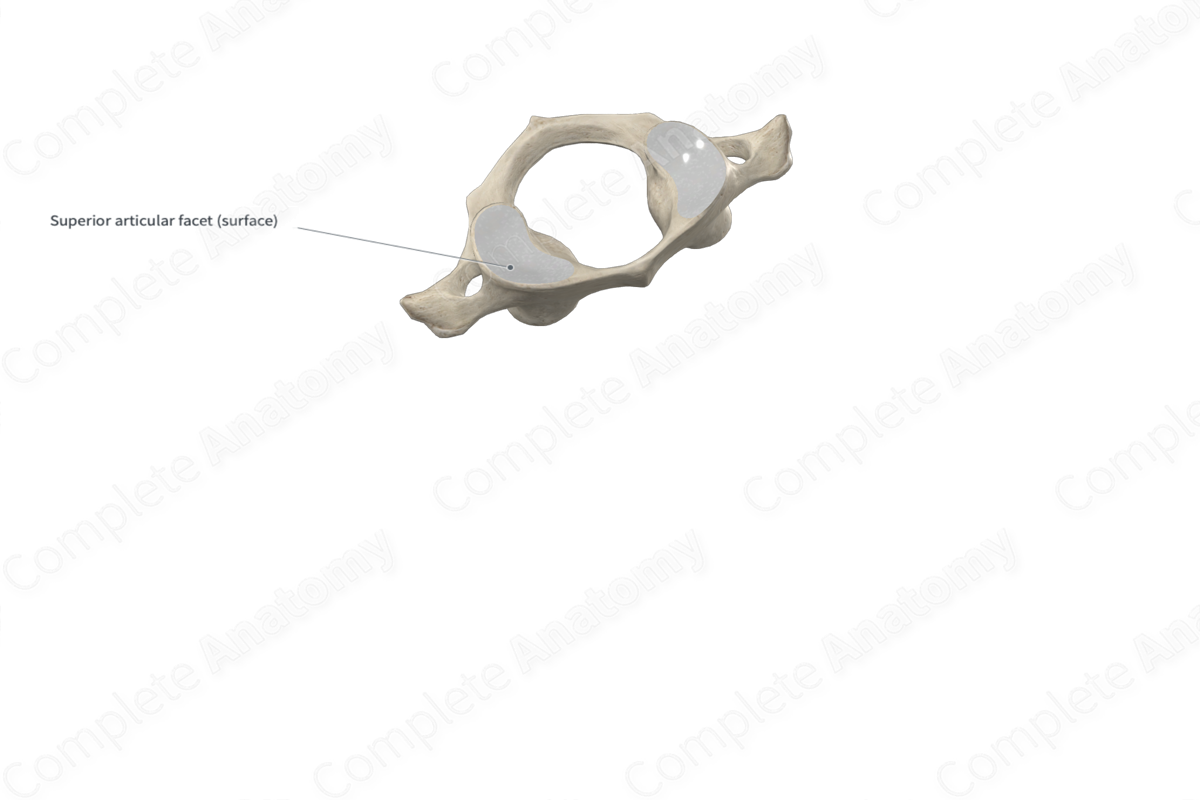 Superior Articular Surface of Atlas