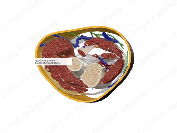 Quadrate Ligament 