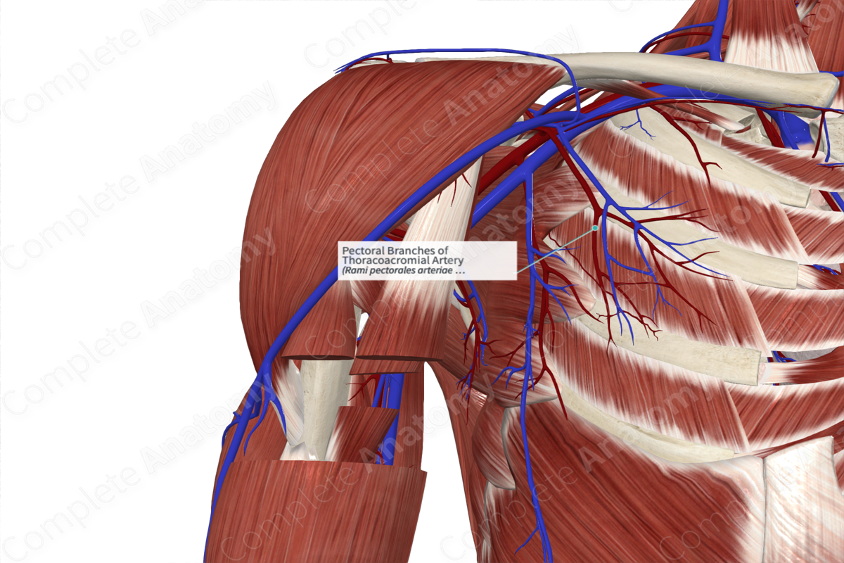 Pectoral Branches of Thoracoacromial Artery 