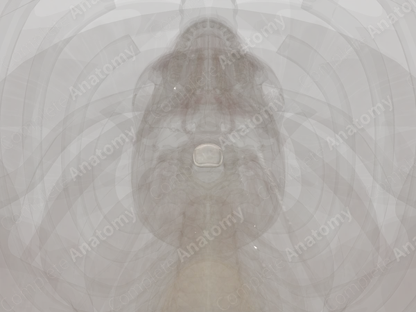 Intervertebral Symphysis (C3-C4)