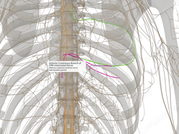 Anterior Cutaneous Branch of Fifth Intercostal Nerve (Right)