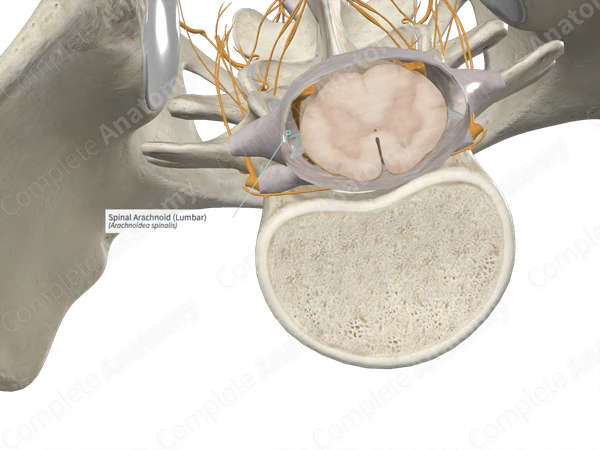 Spinal Arachnoid (Lumbar)