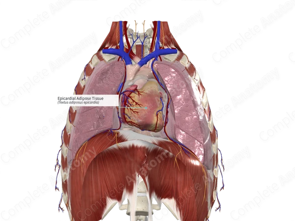 Epicardial Adipose Tissue