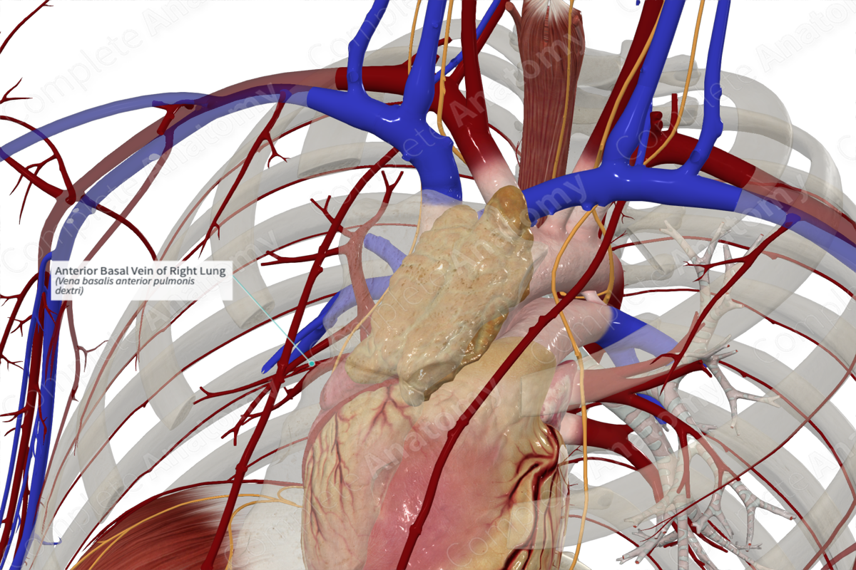 Anterior Basal Vein of Right Lung