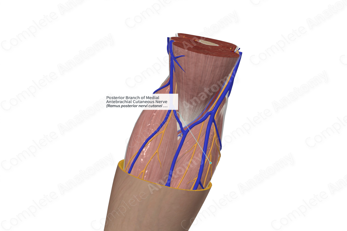 Posterior Branch of Medial Antebrachial Cutaneous Nerve 