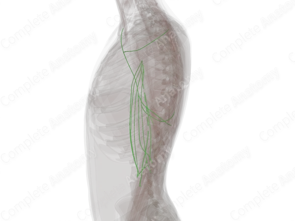 Lymph Vessels of Arm (Left)
