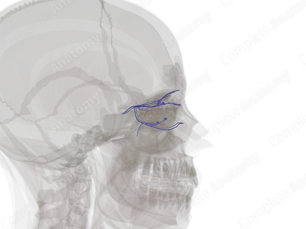 Orbital Veins