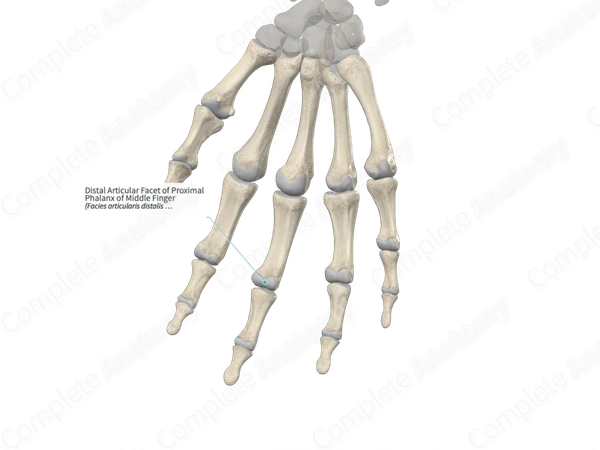Distal Articular Facet of Proximal Phalanx of Middle Finger