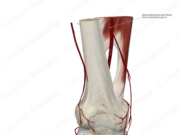 Descending Genicular Artery 