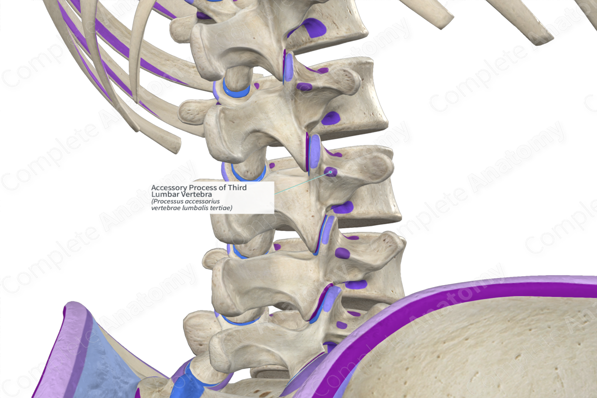 Accessory Process of Third Lumbar Vertebra (Right)