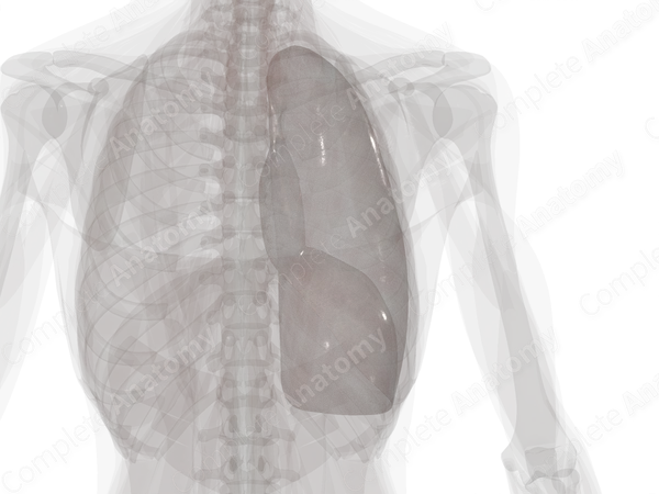 Parietal Pleura (Right Lung)