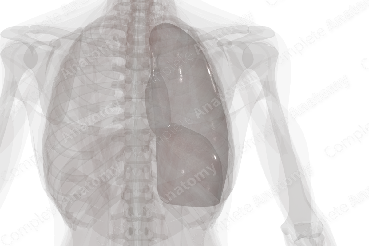 Parietal Pleura (Right Lung)