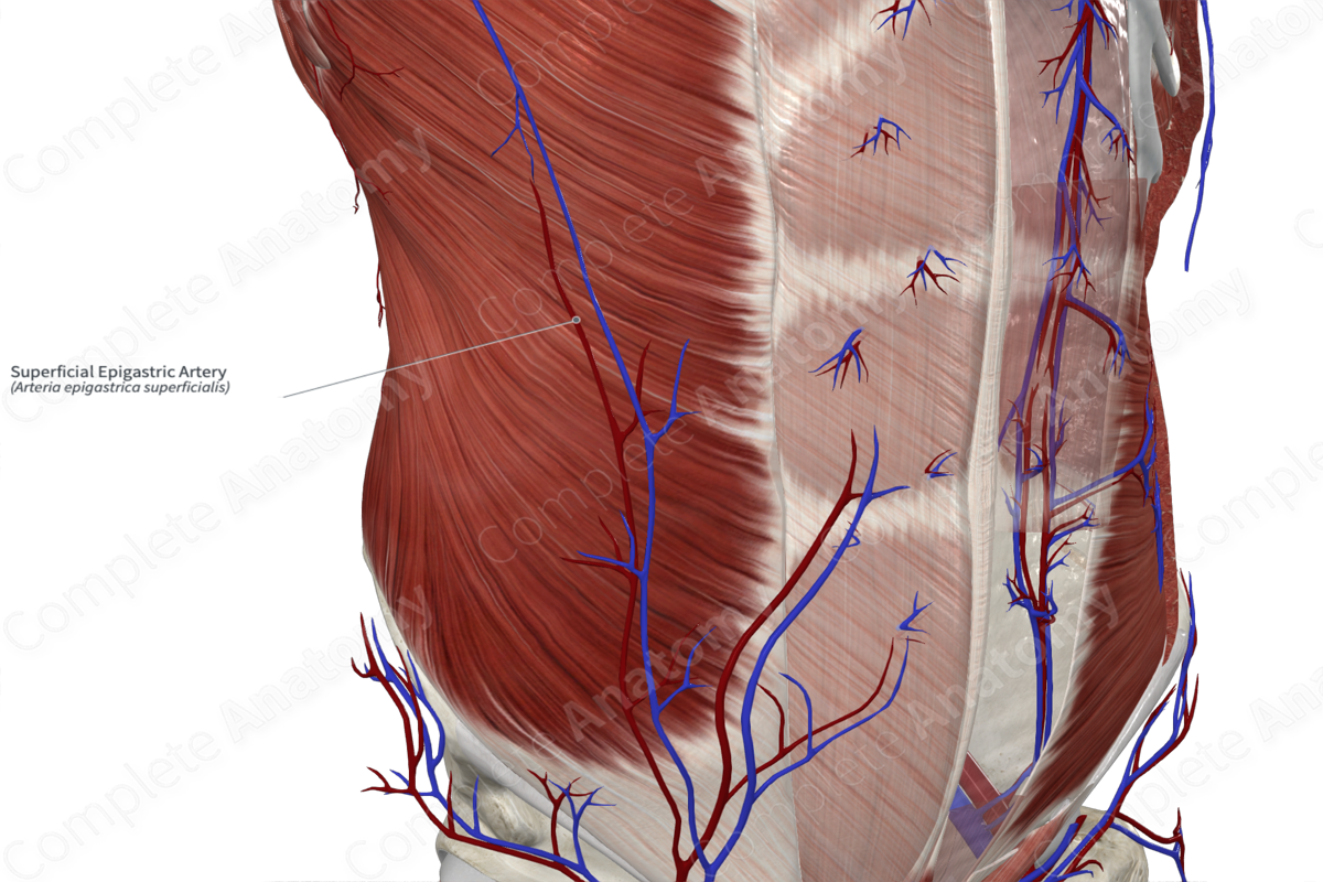 Superficial Epigastric Artery 