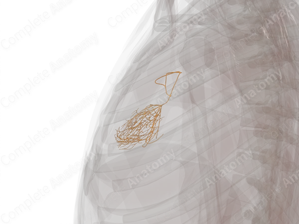 Conducting System of Heart