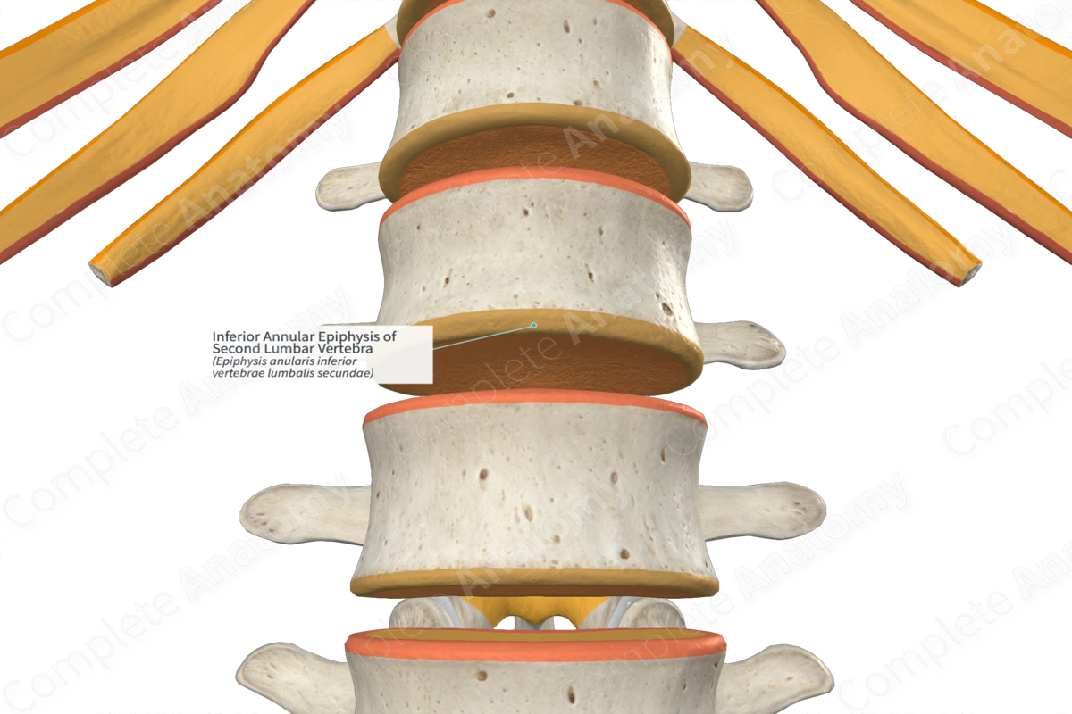 Inferior Annular Epiphysis of Second Lumbar Vertebra | Complete Anatomy