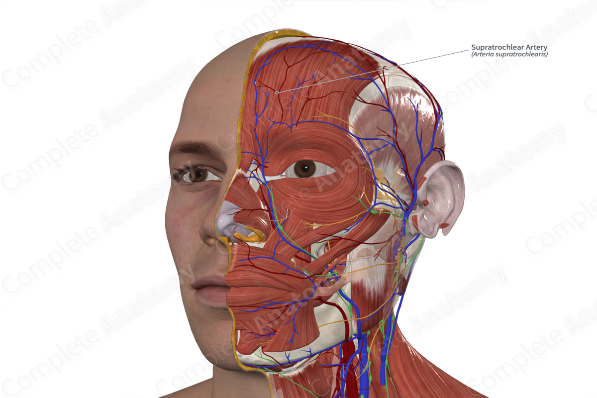 Supratrochlear Artery 