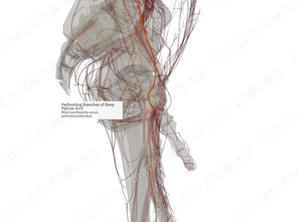 Perforating Branches of Deep Palmar Arch (Right)