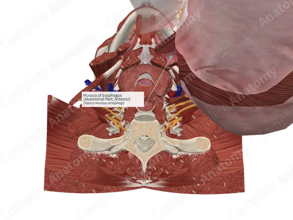 Mucosa of Esophagus (Abdominal Part; Anterior)