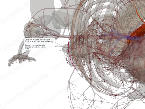 Lateral Cutaneous Branch of Sixth Posterior Intercostal Artery (Left)