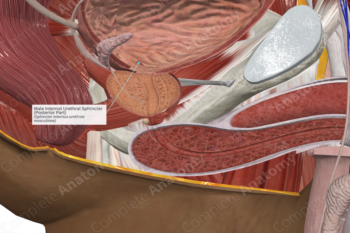 Male Internal Urethral Sphincter (Posterior Part)