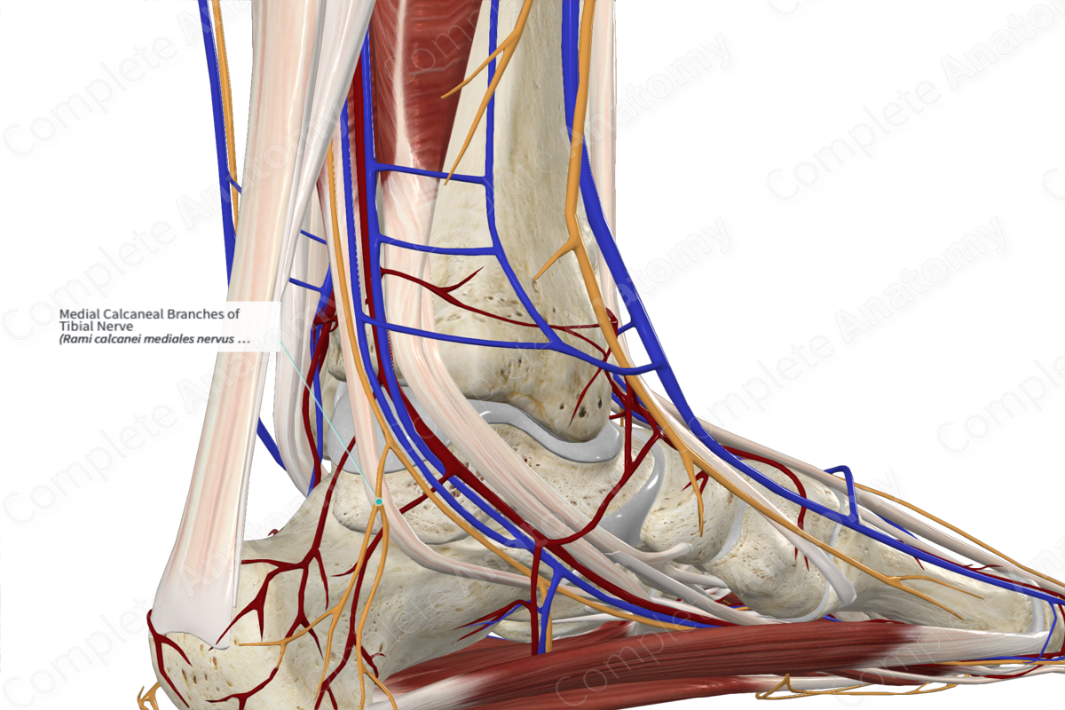 Medial Calcaneal Branches of Tibial Nerve 