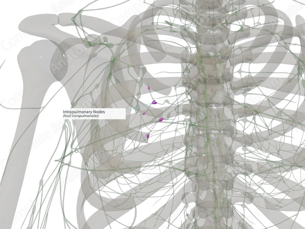 Intrapulmonary Nodes (Right)
