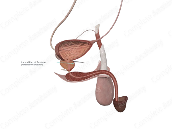 Lateral Part of Prostate (Left)