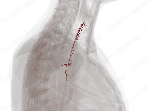 Arteries of Respiratory System