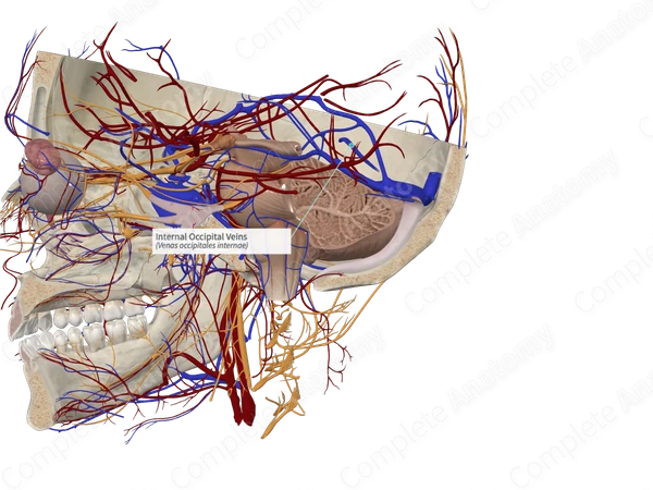 Internal Occipital Veins