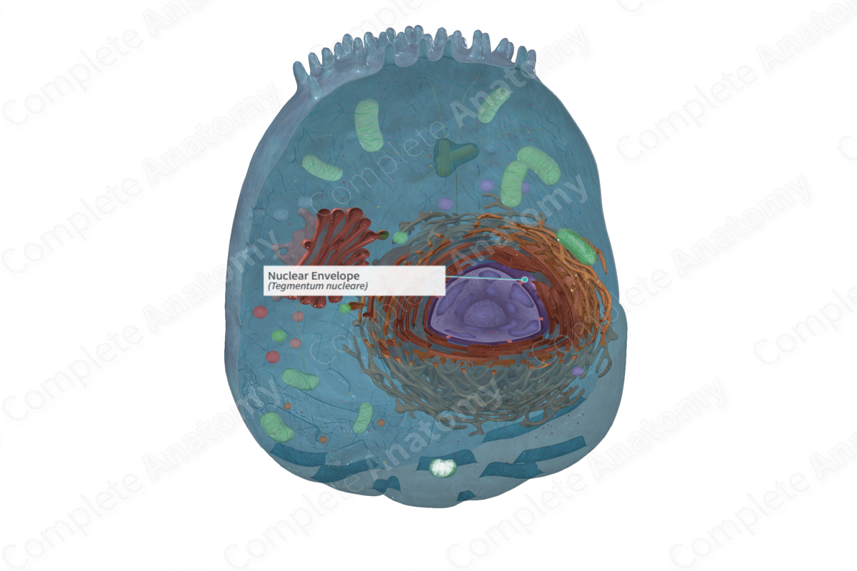 Nuclear Envelope Biology Diagrams