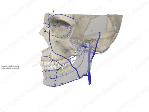 Superior Labial Vein