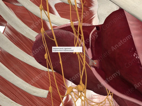 Hepatocaval Ligament