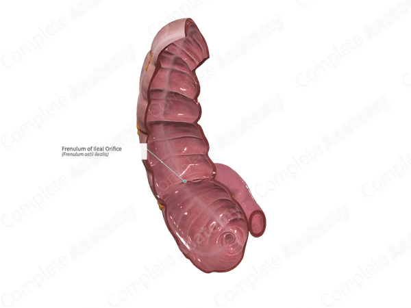 Frenulum of Ileal Orifice