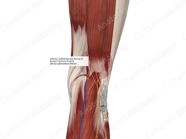 Inferior Subtendinous Bursa of Biceps Femoris Muscle
