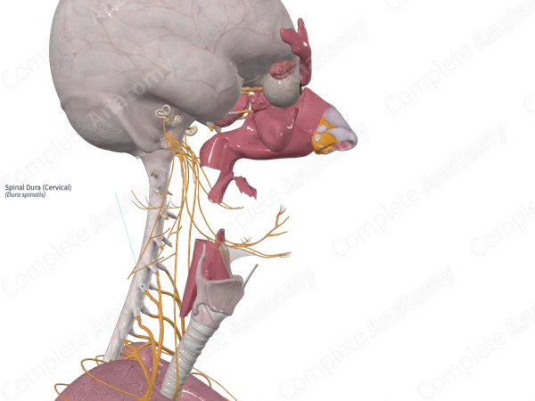 Spinal Dura (Cervical)