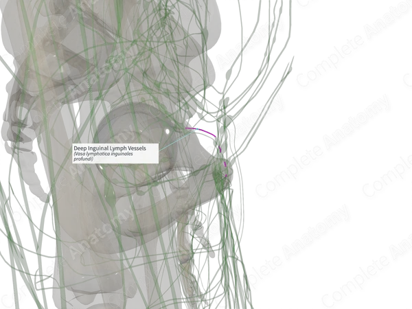 Deep Inguinal Lymph Vessels (Right)