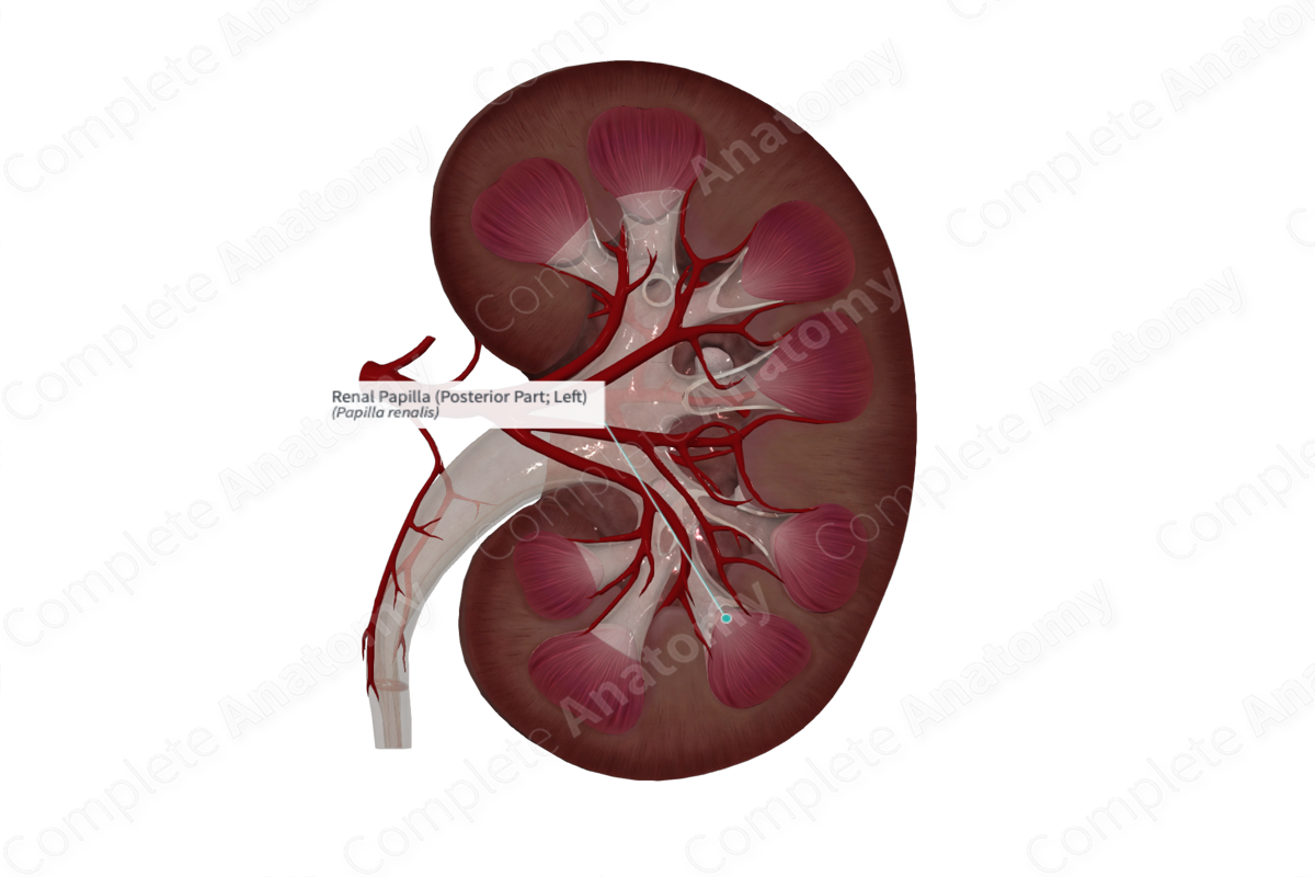 Renal Papilla (Posterior Part; Right)