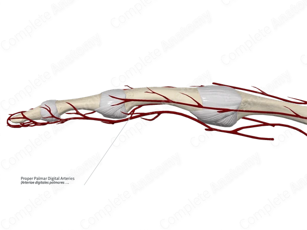 Proper Palmar Digital Arteries 