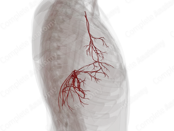 Arteries of Respiratory Diaphragm