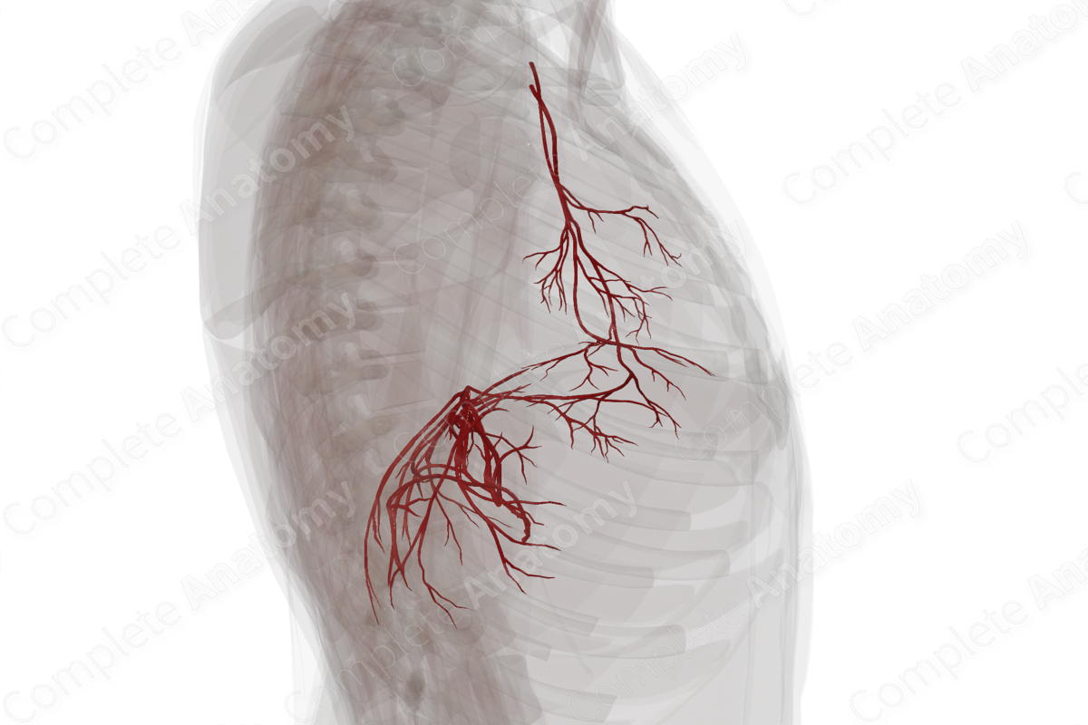 Arteries of Respiratory Diaphragm