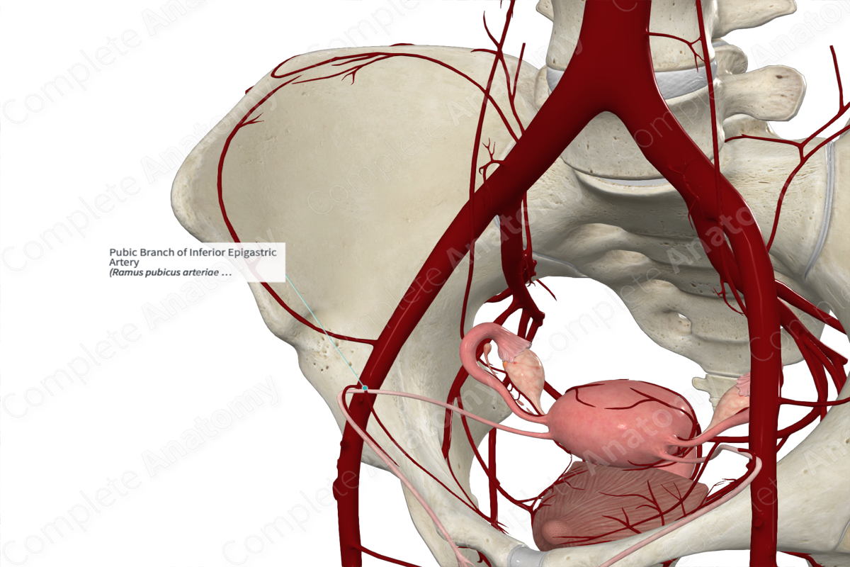 Pubic Branch of Inferior Epigastric Artery