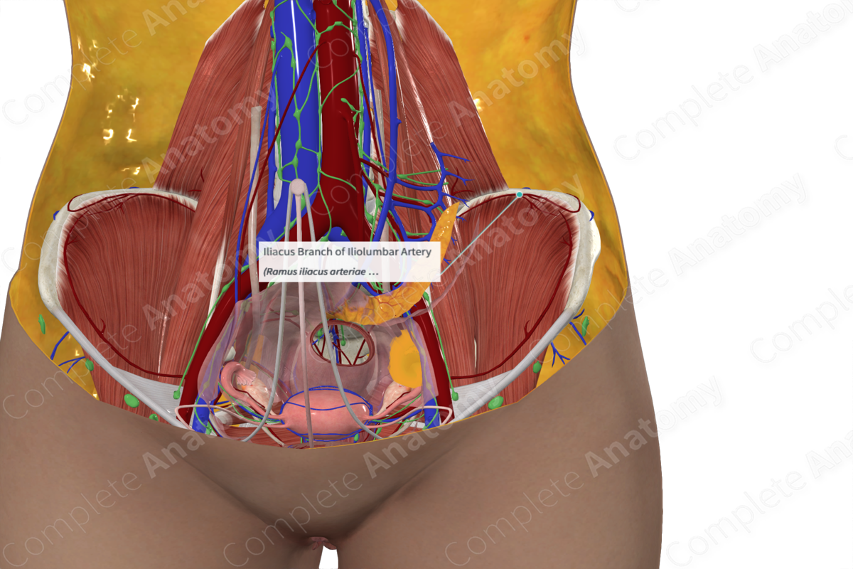 Iliacus Branch of Iliolumbar Artery 