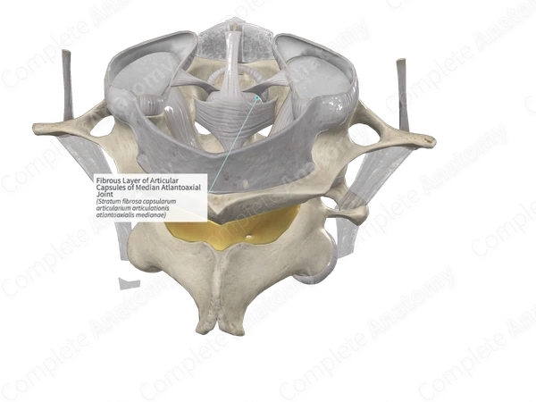 Fibrous Layer of Articular Capsules of Median Atlantoaxial Joint