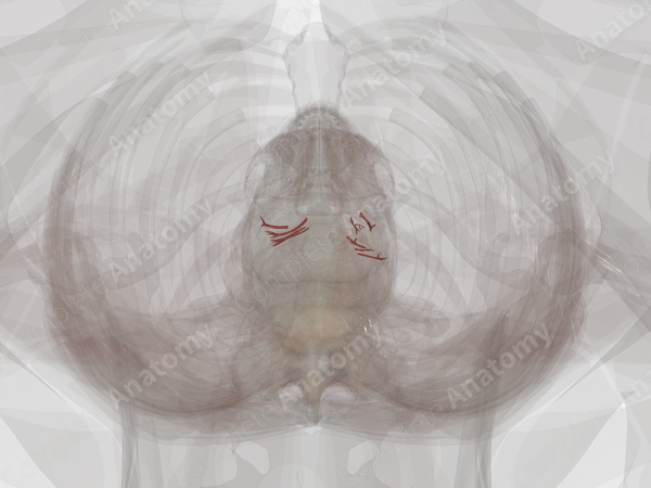Arteries of Suprarenal Glands